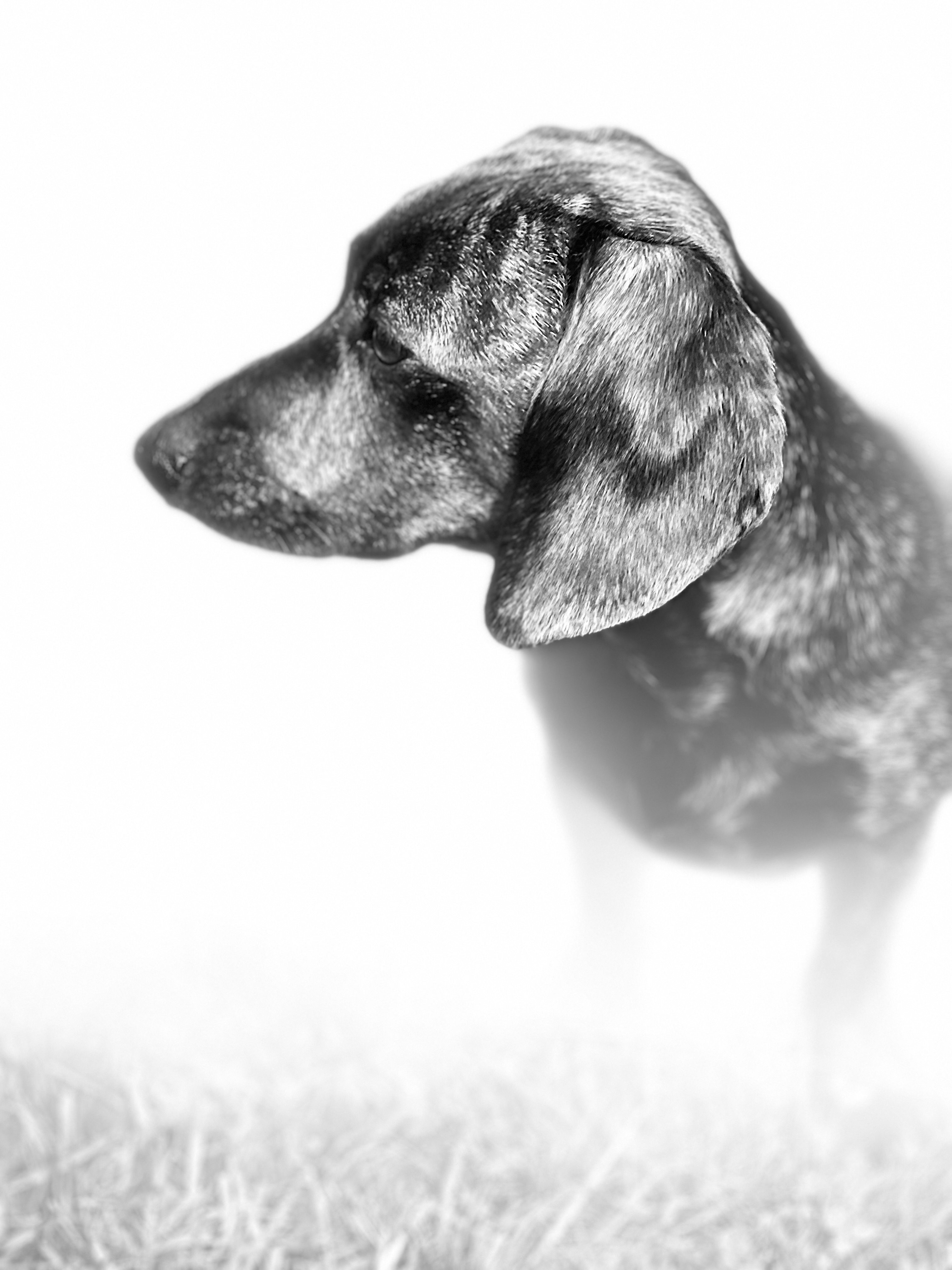 Koe, a dachshund, in profile against a bright background.