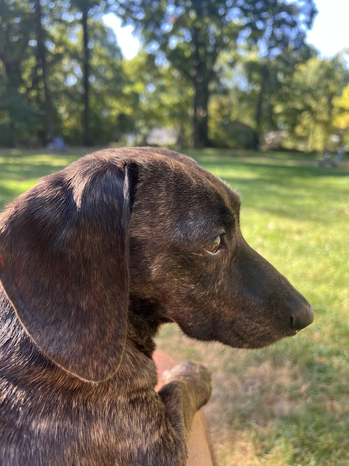 Koe outdoors in sunlight, looking out over a green yard.